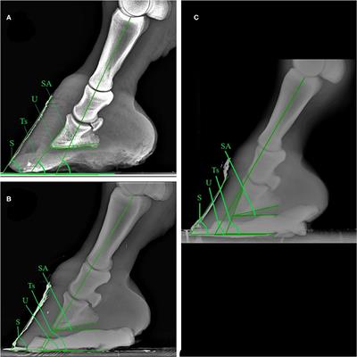 Radiographic and Venographic Appearance of Healthy and Laminitic Feet in Amiata Donkeys